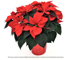 Poinsettia - 6.5 inch Red