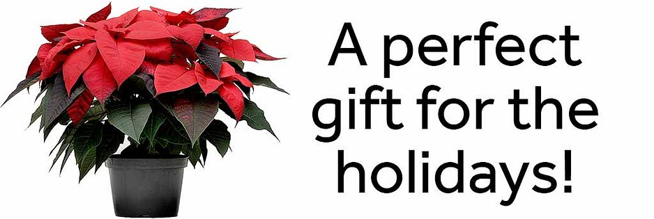 Poinsettia-Perfect-Holiday-Gift-1024x352