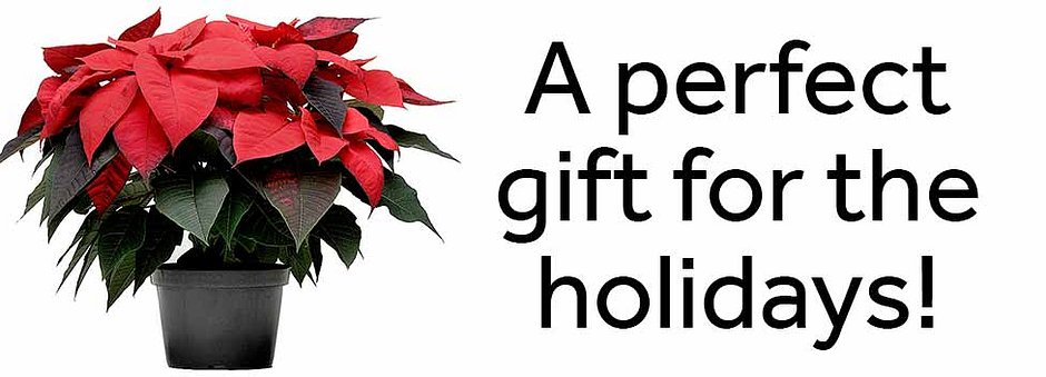 Poinsettia-Perfect-Holiday-Gift-1024x352